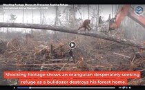 心が痛む…森を伐採するブルドーザーに立ち向かうオランウータンの映像がショッキング