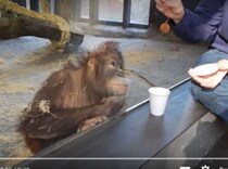 【笑撃動画】マジックを見たオランウータンに “リアクションの神” が光臨！ 世界中のリアクション芸人のポジションが危ういレベル