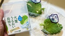 ダイソーの大葉保存容器、25日後の差がエグい【100均検証】