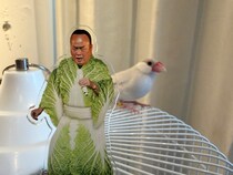 画像をもっと見る