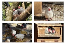 無料で楽しめる文鳥天国！ 神奈川の「相模原麻溝公園」に行ったら幸せが詰まってた
