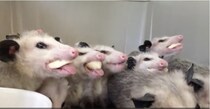 【出オチ動画】腹ぺこオポッサムの “爆食い” が笑いを誘う！ 「恵方巻き食ってんのか」ってくらい真剣!!