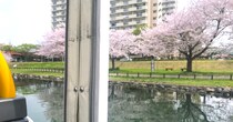 【花見】水陸両用バス「スカイダック」のお花見コースがめちゃくちゃ良い…隅田川＆荒川沿いの桜が間近に見えるよ