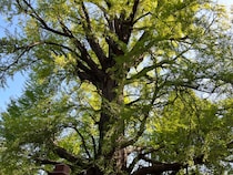 【コラム】池袋から歩いていける樹齢600年のイチョウが凄かった / 写真に収まらないデカさに感じる体験の大切さ