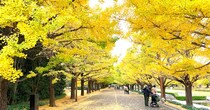 海外ネットで「金色の道」と話題の紅葉スポットに行ってみた結果 → 実はその奥がヤバかった / 立川『国営昭和記念公園』