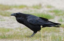 【実話】札幌で「ポケモンGO」をプレイしていたら野生のカラスに襲われた男の話