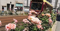 1210株の薔薇の中を路面電車が走る！ 見頃を迎えた「大塚バラロード」の始まりが意外だった / 地域課題から生まれた風物詩