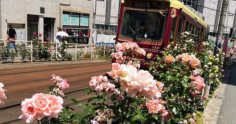 1210株の薔薇の中を路面電車が走る！ 見頃を迎えた「大塚バラロード」の始まりが意外だった / 地域課題から生まれた風物詩