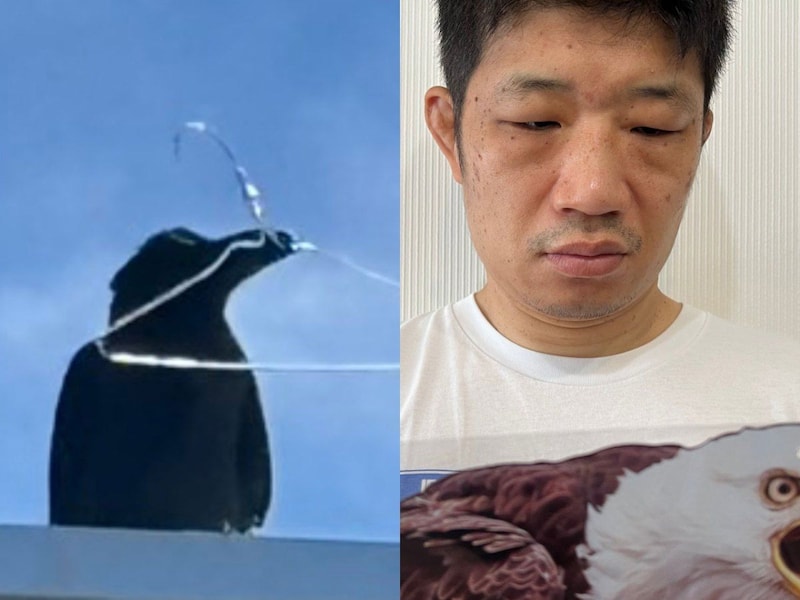 ガチで襲撃してくるカラス VS Amazonで見つけた「日本語の怪しい」鳥よけグッズ / 奇跡は起きるのか？