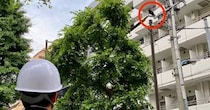 【謝罪】公園で巣を守るカラスに襲われたので、翌日カラスに謝ってきた