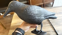 鳩よけのカラスを置いたら鳥寄せになった