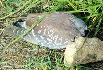 マサイの鳩の鳴き声は「ンドゥクル、ンドゥクル」だ / マサイ通信：第225回
