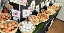 画像をもっと見る