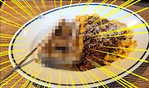 下北沢にある「神々のバター」とは？ 注文してみたらあまりにも “骨” だった / 味は極上