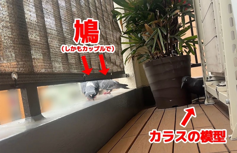 【証拠写真あり】鳩よけのカラス、まったく役に立たず