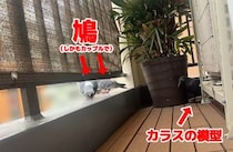 画像をもっと見る