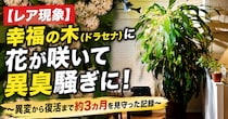 【レア現象】幸福の木（ドラセナ）に花が咲いて異臭騒ぎに！ ～異変から復活まで約3カ月を見守った記録～