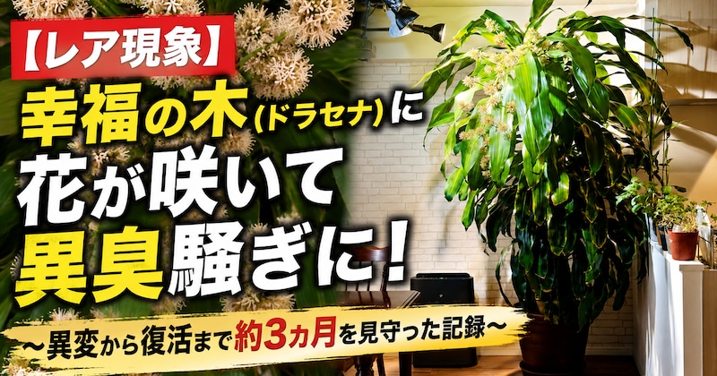【レア現象】幸福の木（ドラセナ）に花が咲いて異臭騒ぎに！ ～異変から復活まで約3カ月を見守った記録～