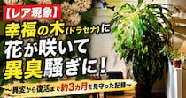 画像をもっと見る