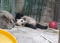 大阪出身の私が北京動物園でパンダを見た正直な感想「近鉄線沿いにいっぱいいる」