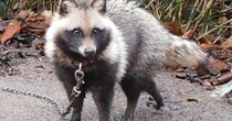 【衝撃】「タヌキは日本以外では激レアで空想上の生物と思ってる人もいる」ってガチなのか？ 外国人に聞いてみた結果