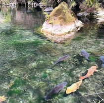 栃木のモネの池こと「出流原弁天池」がマジで綺麗 / すぐそばには栃木の清水の舞台もあり