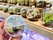 【珍ガチャ】誰でも簡単に「苔テラリウム」が作れる！ 専門店が本気で作った『カプセルテラリウム』が500円で道具まで全て揃ってスゴい！