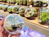 画像をもっと見る