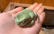 【なんか思ってたんと違う】飼育中のカエルがどんどん巨大化していくんだが？