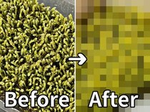 壊滅的にグリーンを育てられない私が「苔盆」で見た奇跡！ 一瞬のビフォーアフター