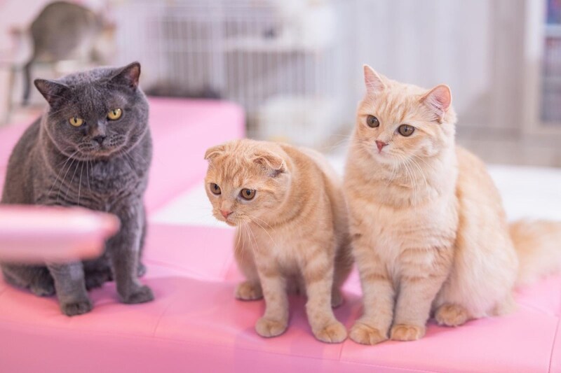 いちばん得している兄弟姉妹は何番目？永遠に議論できそうなアンケート結果が発表されました