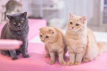 永遠に議論できそう…！令和の高校生が答える「1番得している兄弟姉妹は何番目だとおもいますか？」という問いの結果がこちら