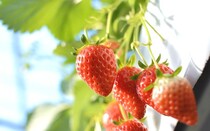 画像をもっと見る