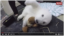 【モッフモフ】まるで動くぬいぐるみ！ 白くまの赤ちゃんが走り回る動画が可愛いよぉ☆ 見上げる瞳に癒される〜！