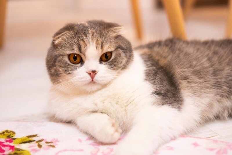 飼い猫の皆さんへ🐈猫飼育可能物件のみを掲載した賃貸検索サイトが登場したことを今すぐ飼い主にお知らせするのよ〜！