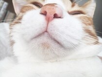 肉球だけじゃない!!! 猫育て中の記者がこっそり教える「猫の本当に可愛いパーツ&ポーズ」6選 / 【2月22日は猫の日】