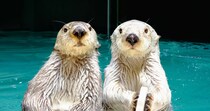 ただ眺めているだけでいいんです…🦦鳥羽水族館のラッコたちに24時間いつでも会えるサービスあります