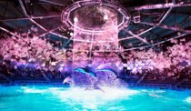 水族館でお花見を！ 幻想的な “桜の海” で泳ぐイルカに会える「SAKURA AQUARIUM by NAKED」がステキです