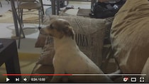 愛犬と一緒にホラー映画鑑賞！ 幽霊がどんどん近付いてきた次の瞬間……さてワンコはどんな反応をしたでしょう？