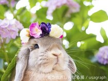 見ているだけで癒されそう☆「うさぎとしんぼる展」が開催されるよぉ / 250点以上のウサギ作品が大集合です♪