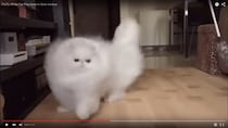 【モフ神様】白い長毛猫をスロー再生してみたら…「雲」にしか見えないと話題に！