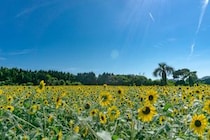 生活習慣で夏バテは防げる🌻現役の医師が教える「夏バテの4つの予防法＆回復に向けたヒント」とは