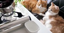 美猫に見守られて華麗なスイーツを作っていく動画が最後まで心地良い…猫といっしょに材料集めする所からスタートします