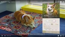 ワンコの気持ちが色で分かる！ 愛犬とコミュニケーションができるデバイス「イヌパシー」誕生