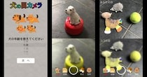 犬の視力は人間の0.1相当しかないらしい…ワンコの見ている世界がわかるアプリ「犬の目カメラ」で擬似体験できるよ