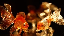 今にも泳ぎ出しそうなガラスの金魚　命を宿す京都・深泥池の工芸作家、その“創作の源”は？