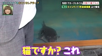 水槽の底にいた10キロの巨大な生物…「猫ですか？」
