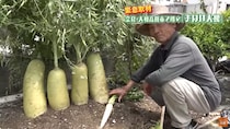 奈良・大和高田市で噂の「おばけ大根」はなぜ生まれた？ご近所さん騒然の超ビッグサイズ！
