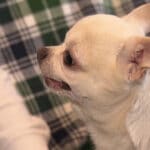 『探偵！ナイトスクープ』体をかくと猛獣のように襲い掛かるチワワ！？