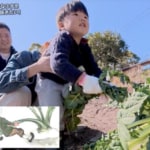 『探偵！ナイトスクープ』童話「おおきなかぶ」にドハマり！カブ愛に溢れる3歳児！ 絵本のように犬や猫、ネズミたちと一緒に抜くのを再現したい！？